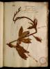  Fol. 22 

Asphodelo congener. Martagon Matth. Hemerocallis aliis. Lilium montanum Lobell.